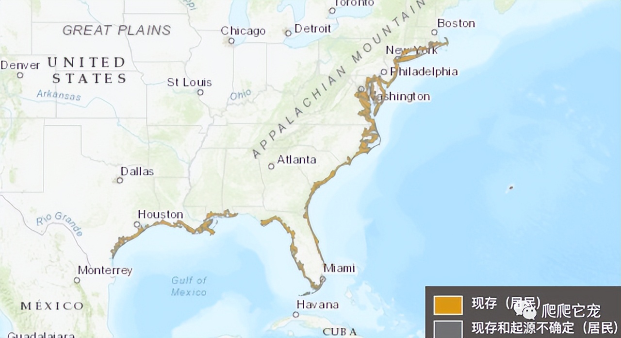 养一只水龟互动之王——钻纹龟,饲养体验非常棒