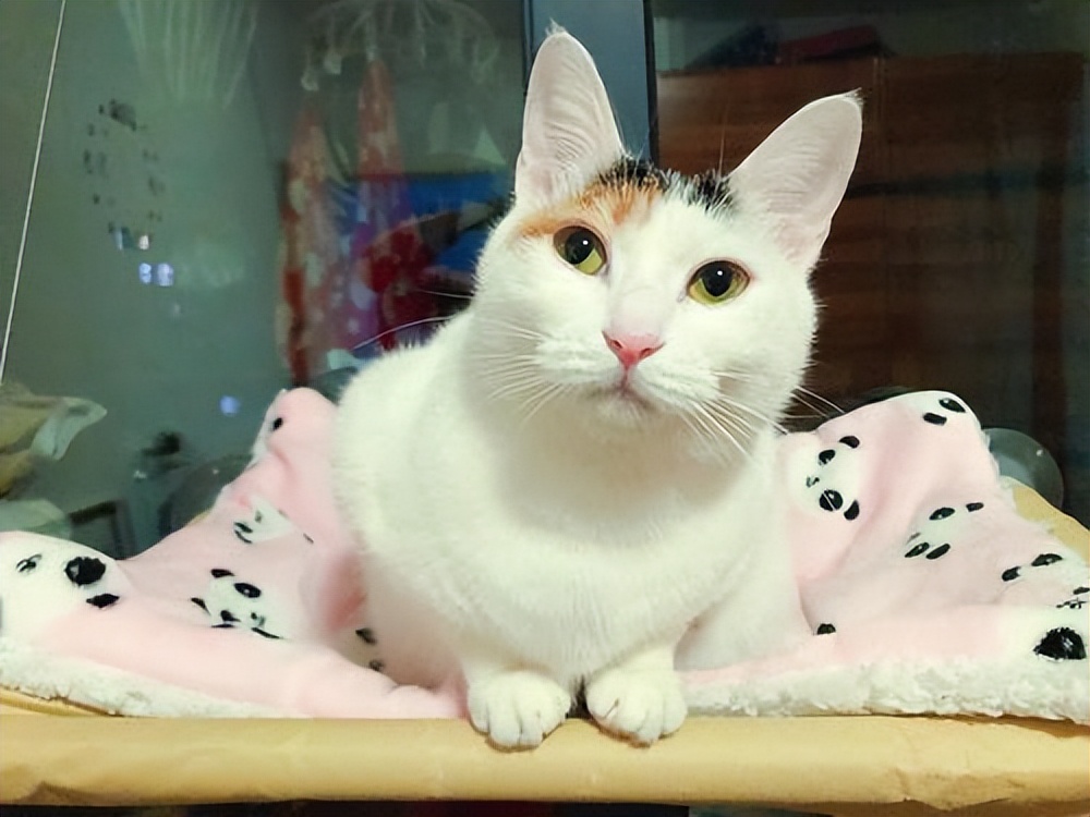 中暑猫咪急救办法图片大全,夏天气温高猫咪怎么降温