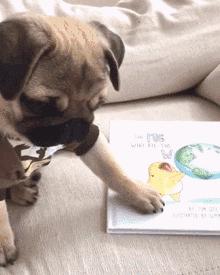 柴犬和巴哥犬的优缺点,鹰版巴哥犬优缺点