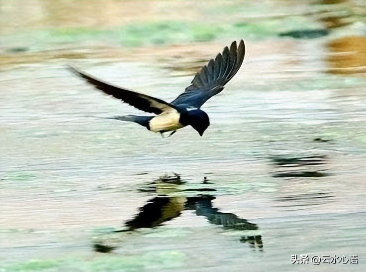 关于燕子的古诗旧时王谢堂前燕,与燕子有关的古诗词名句