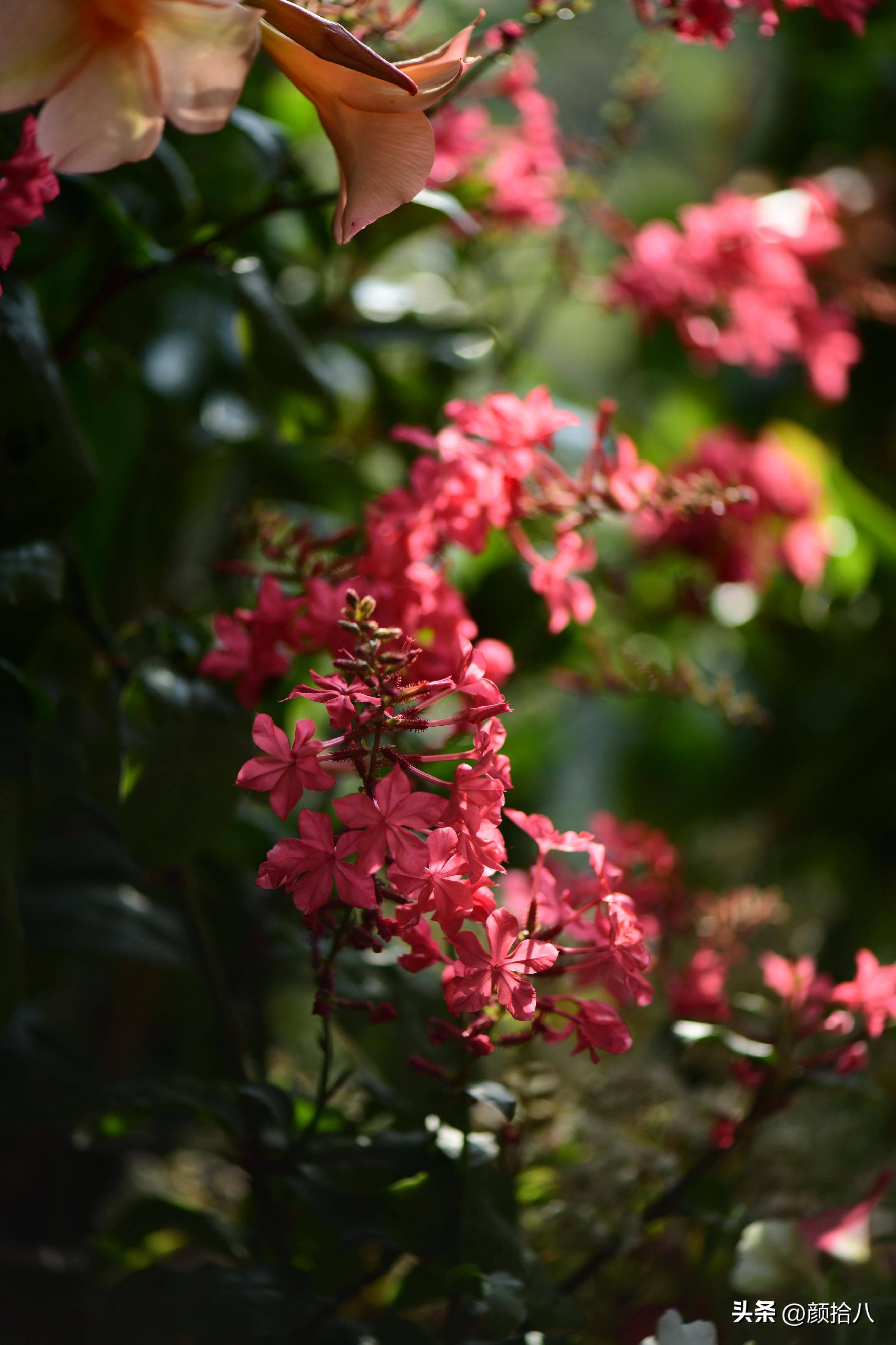 天冷怎么注意植物冻死,植物怕冷怎么过冬