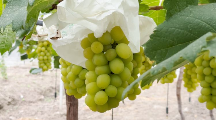 小巨峰葡萄,现在有没有巨峰葡萄