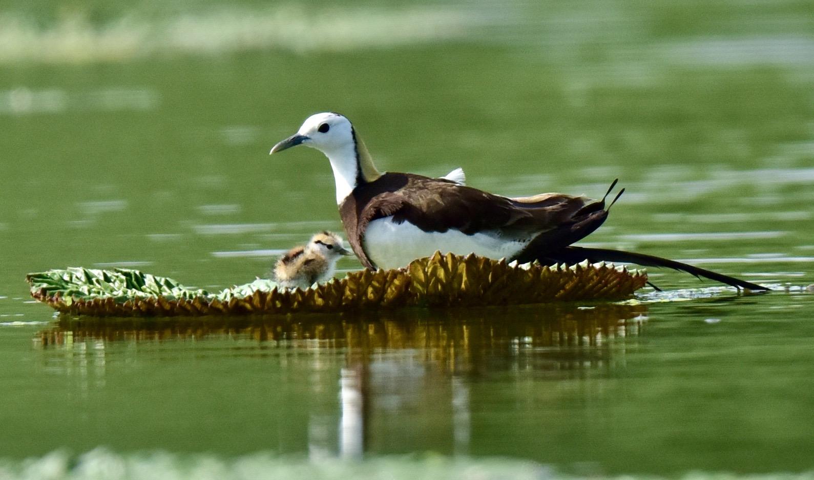 云南惊现罕见的“神仙鸟”，相传百年才出现一次，这有什么征兆？