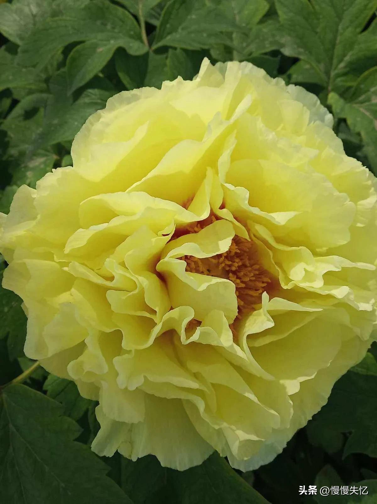 历代咏牡丹花诗词大全,关于牡丹花的古诗刘禹锡