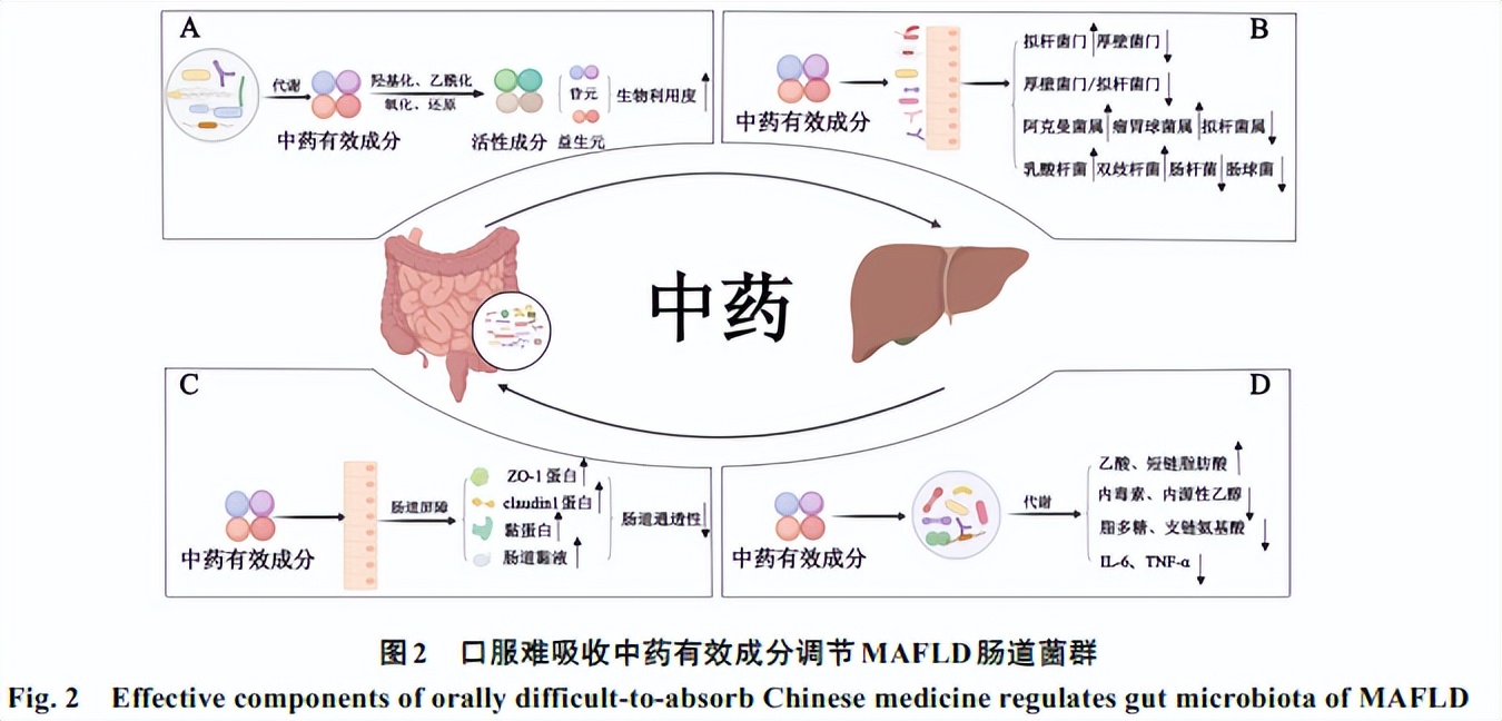什么中药对肠道菌群的调节作用,肠道菌群紊乱吃中药可以调理吗
