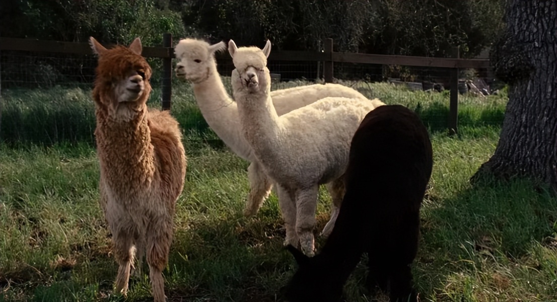 2021年女生圣诞礼物,2021女生圣诞礼物推荐