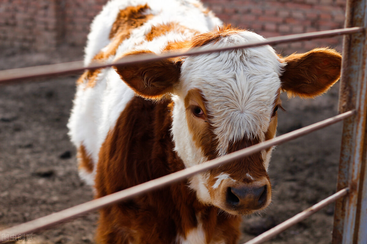 牛肉供大于求,2024年牛肉供需缺口