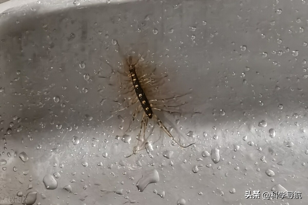 蚰蜒会钻到人的耳朵里吃脑子吗,蚰蜒会吃脑浆吗