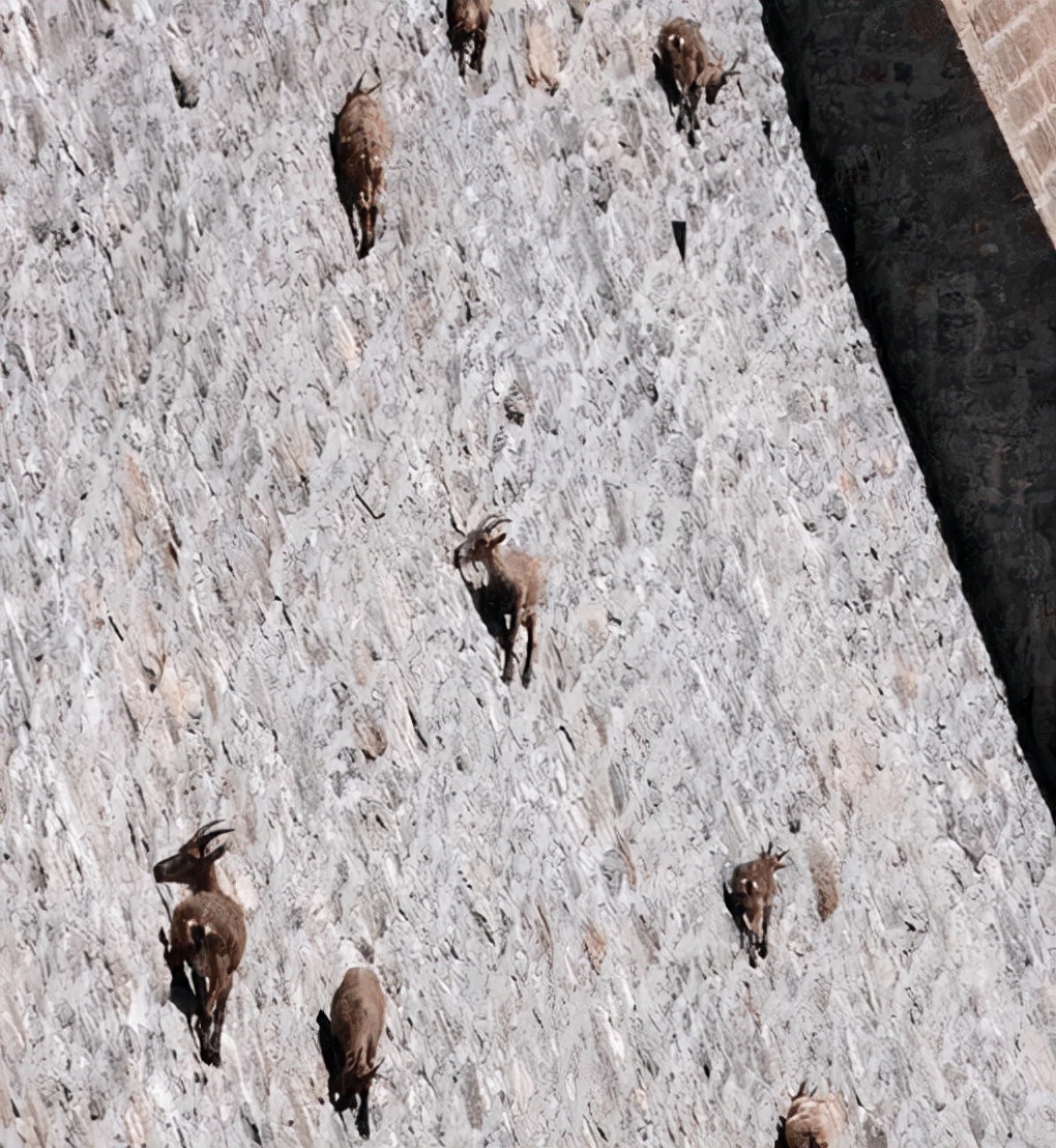 华牧生物养殖技术,羊的饲养管理与疾病