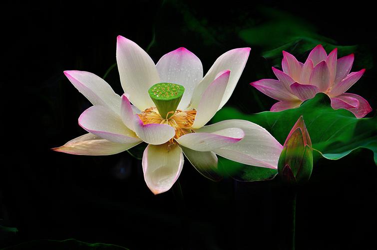 以物喻人作文五年级荷花,五年级作文夏天的荷花