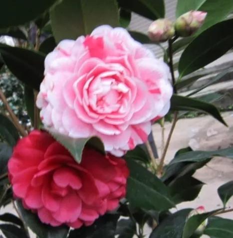 大海伦茶花是复色吗,大海伦山茶花品种介绍