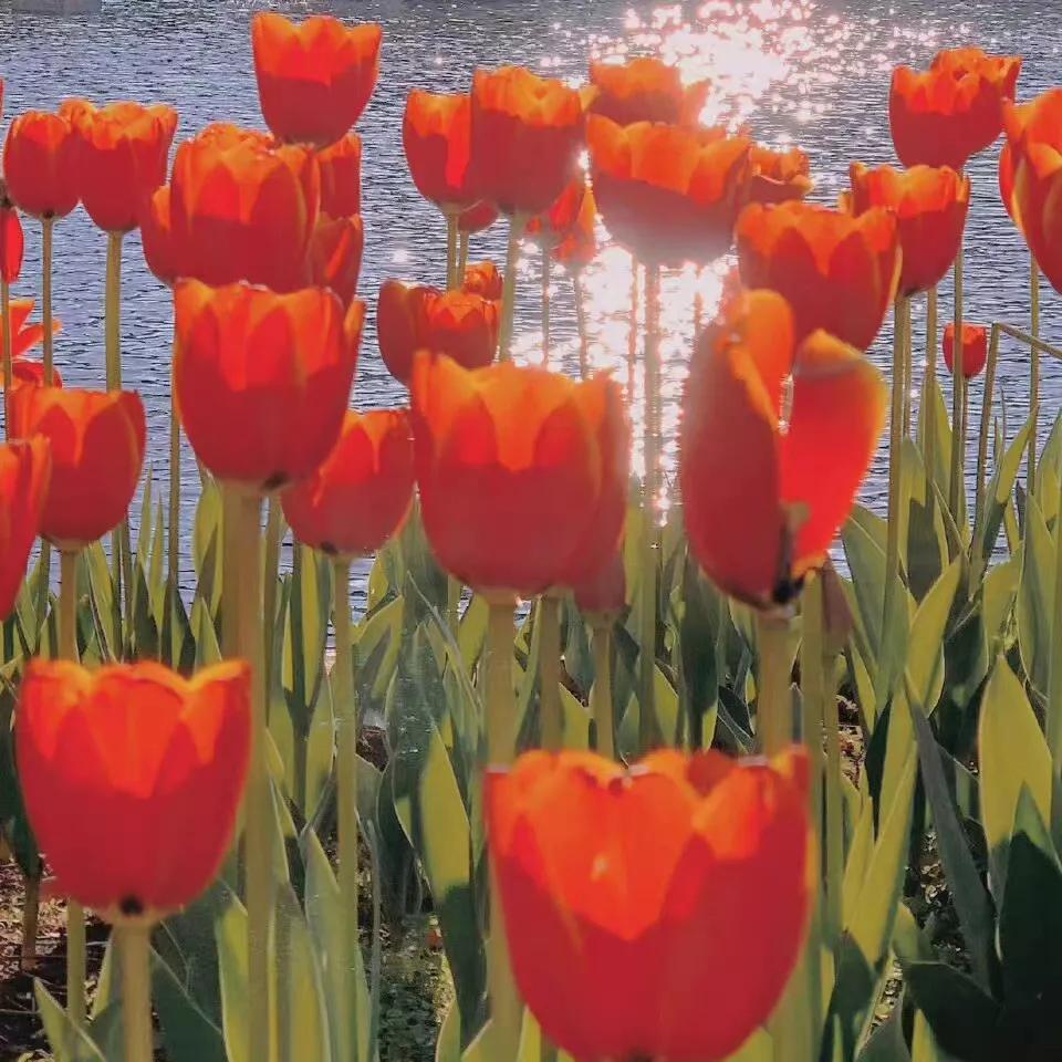 黑色背景郁金香高清图片,粉色郁金香背景视频