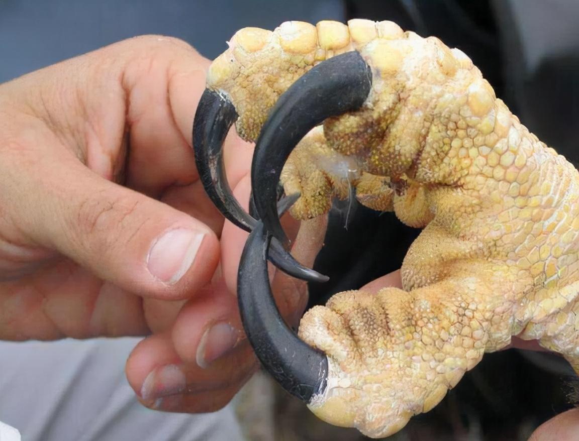 利爪的握力达750磅，110公斤的牛都被杀死，被金雕复仇有多可怕？