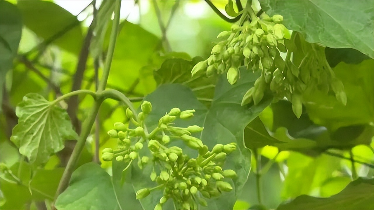 肇庆土特产农产品,肇庆最好的农业产业