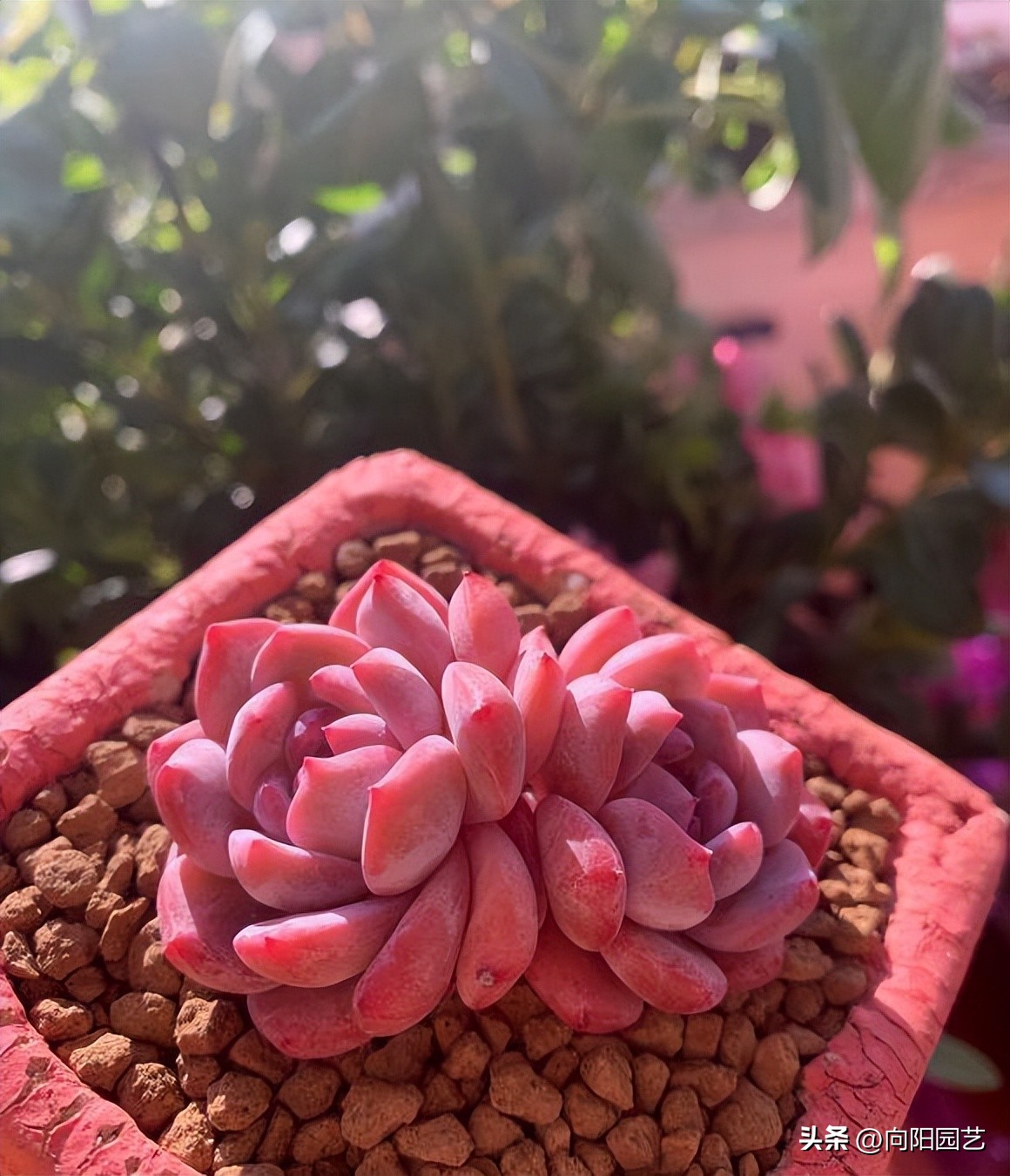 家庭养多肉可以挣钱吗,家庭养多肉会影响风水吗