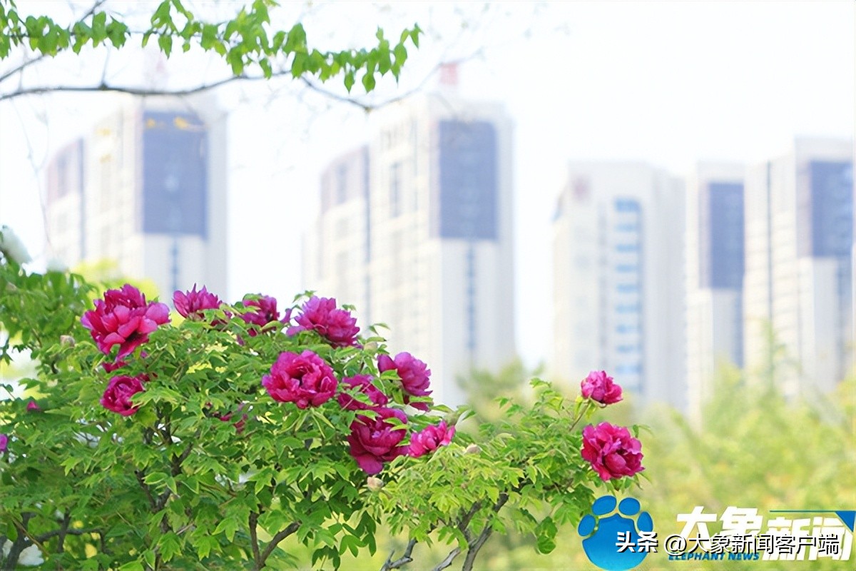 花开时节动京城最美不过洛阳城,花开时节动京城洛阳