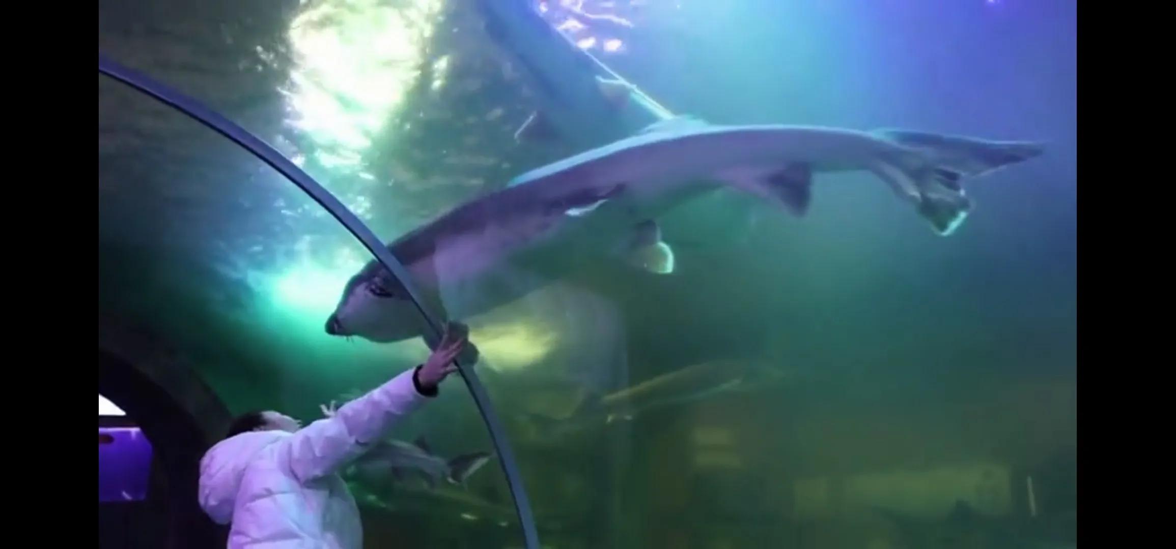 渔民误捕“海猪”果断放生,黑龙江渔民捕获300斤重大鱼放生