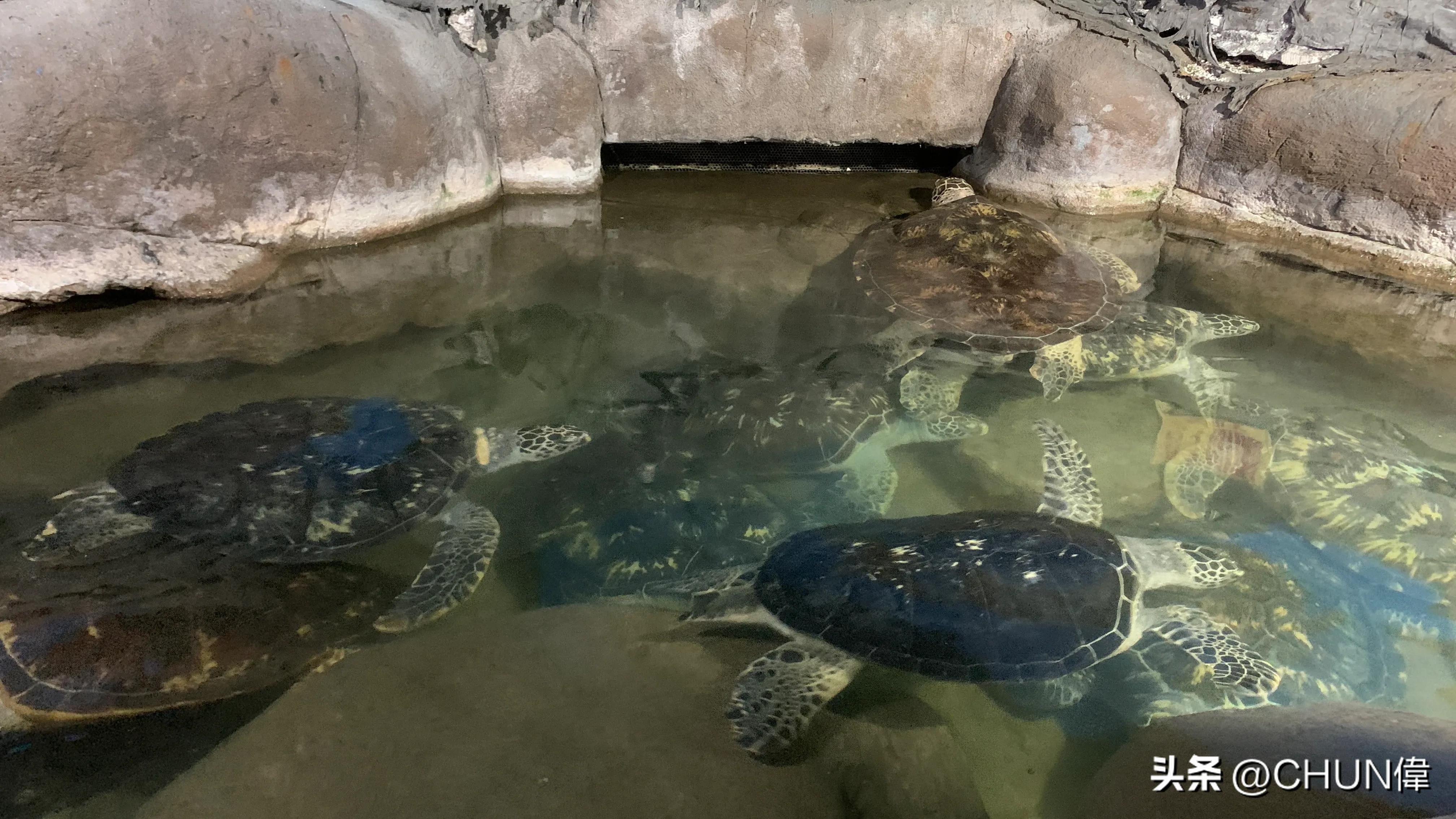 自由行厦门鼓浪屿四天怎么安排,鼓浪屿一日游五一