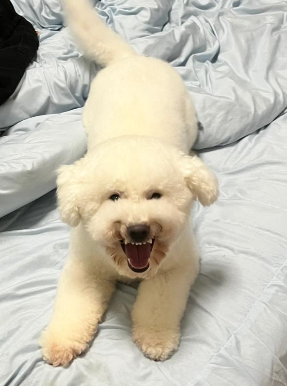 两个多月的比熊关围栏里养好吗,比熊1-12个月喂养方法