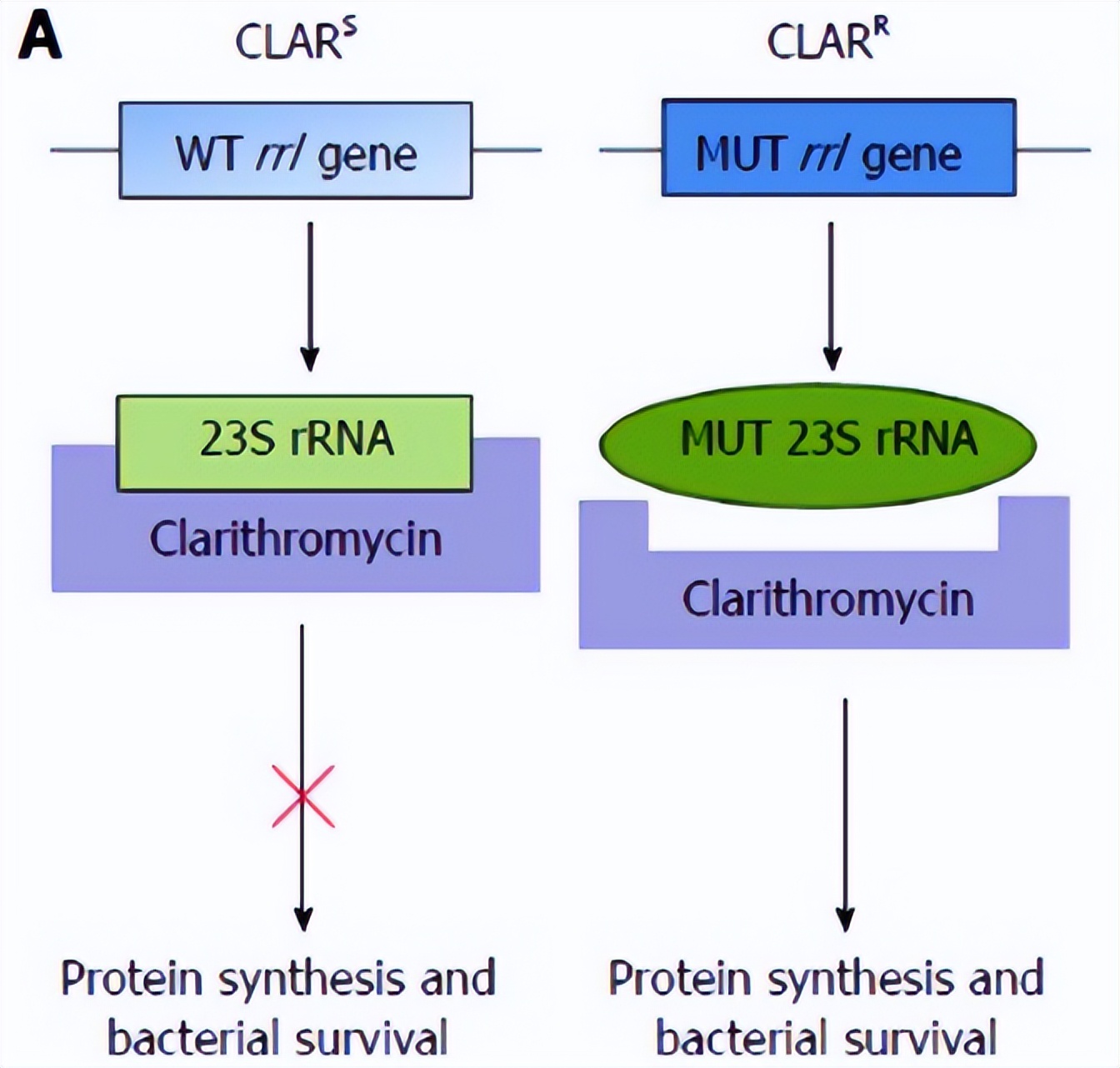 疫情后的IVD高潜产品,针对7亿人感染的分子检测项目!