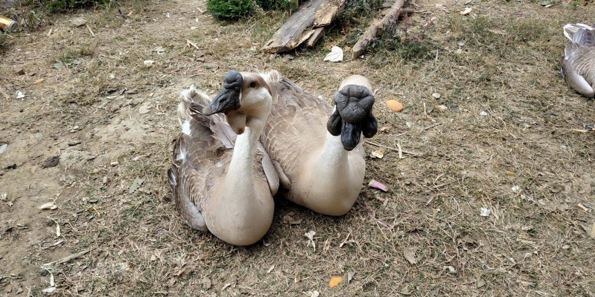 一盘卤鹅,一盘狮头鹅有多少