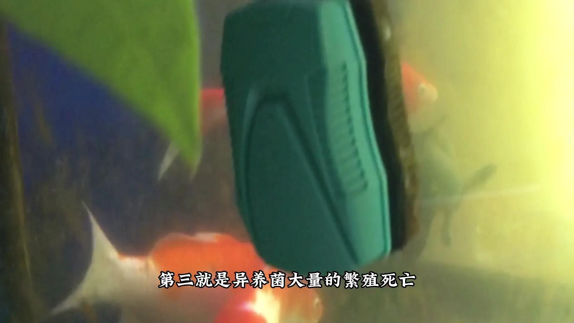 鱼缸水浑浊有腥臭味几天换一次水,鱼缸里的水特别腥正常吗