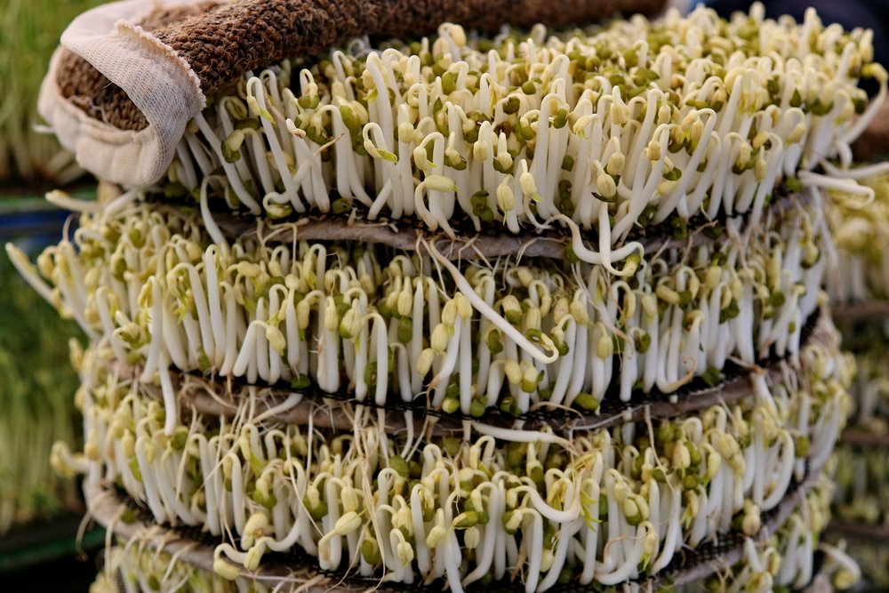 发豆芽的简单做法窍门,在家怎样自制豆芽好吃又简单