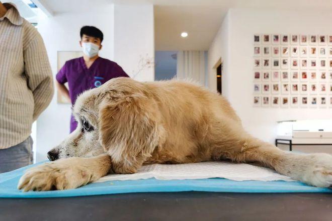 宠物去世怎么安慰,如何安慰宠物去世