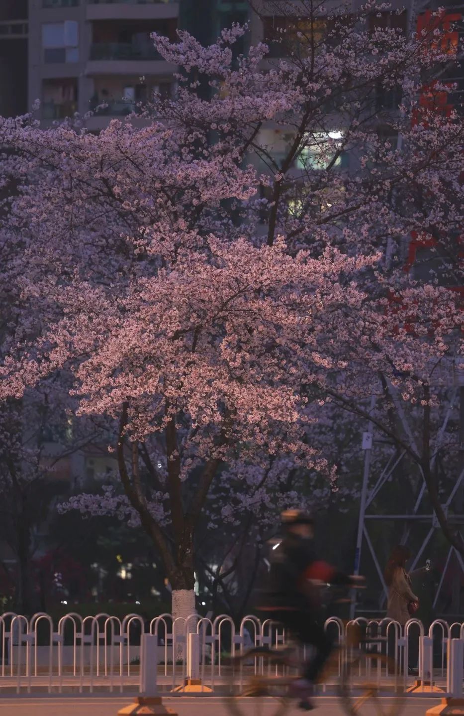 日本100个最佳樱花景点,日本十大樱花景点
