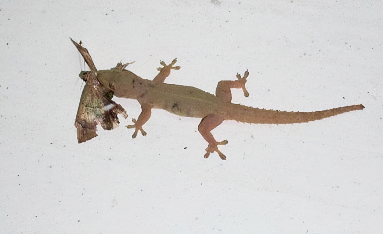 家里进壁虎了要不要把它打下来,家里进了壁虎怎么驱赶