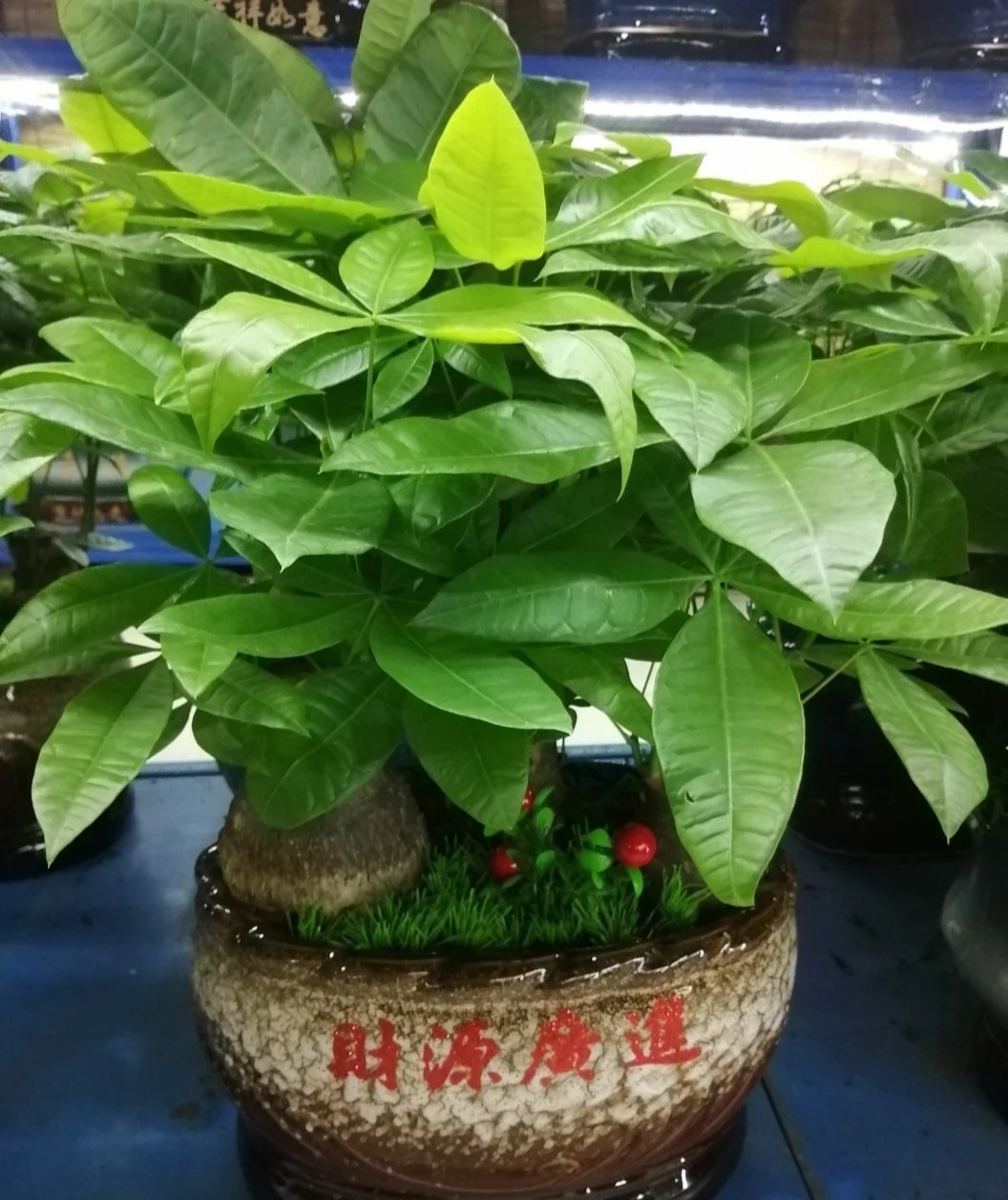 好看的花养在家里心情美美哒,家中养三种花养人旺家