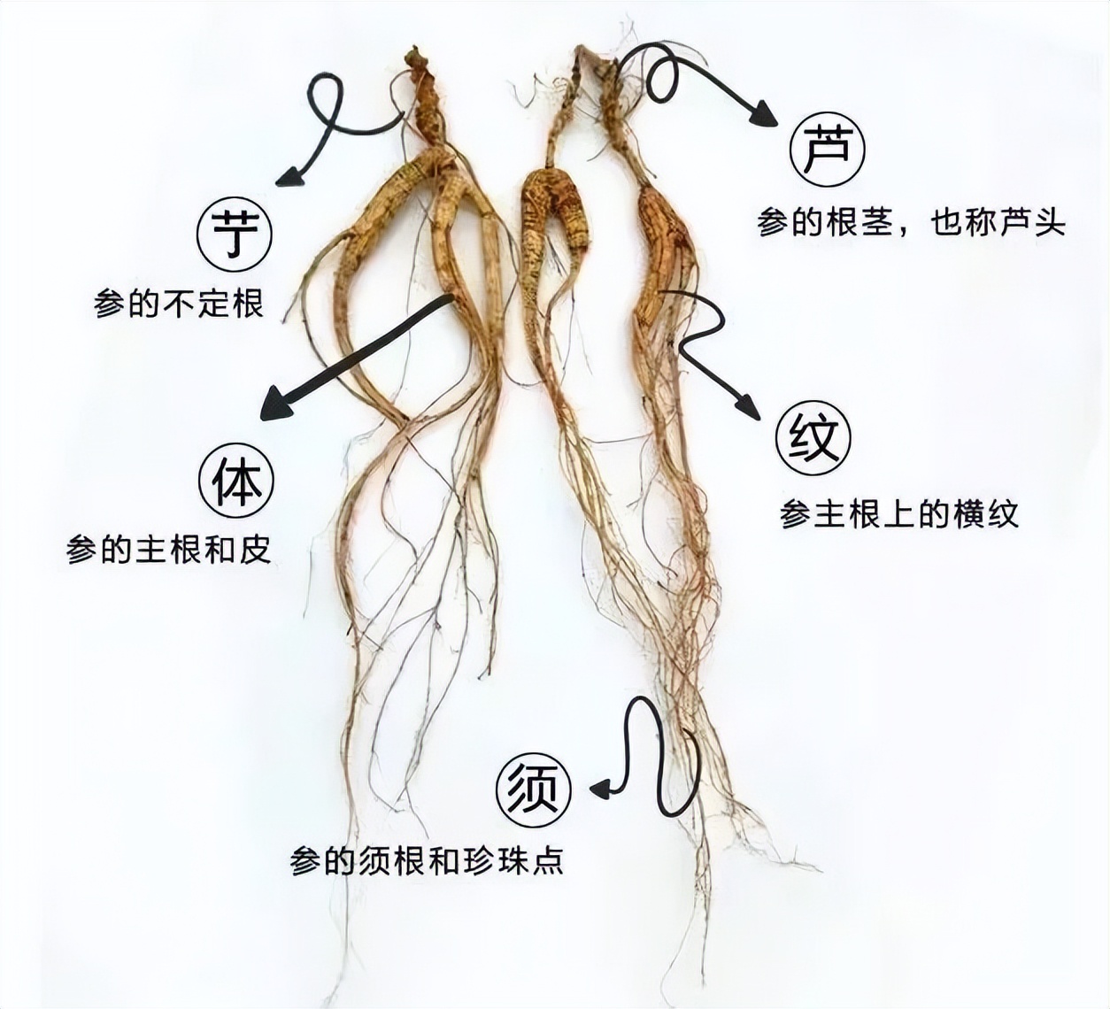 千年人参的传说有哪些呢,还有哪些关于人参的历史