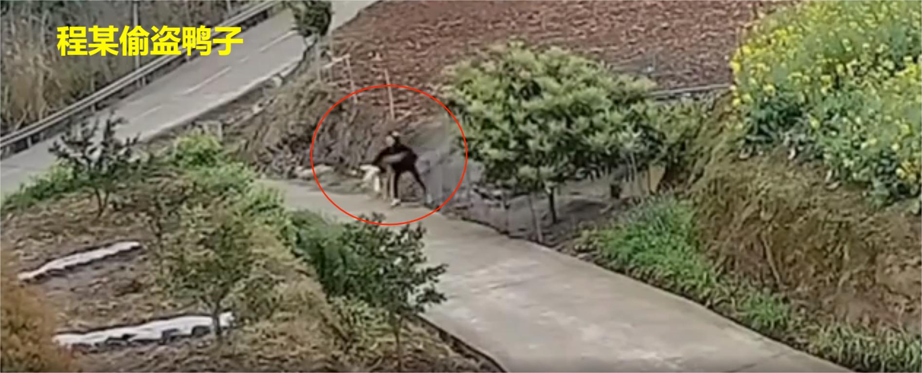 女子开奔驰下乡顺手偷走一只鸭,一女子偷别人家养的鸭子