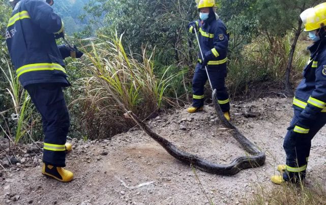 气温回升蛇出去,气温升高蛇的表现
