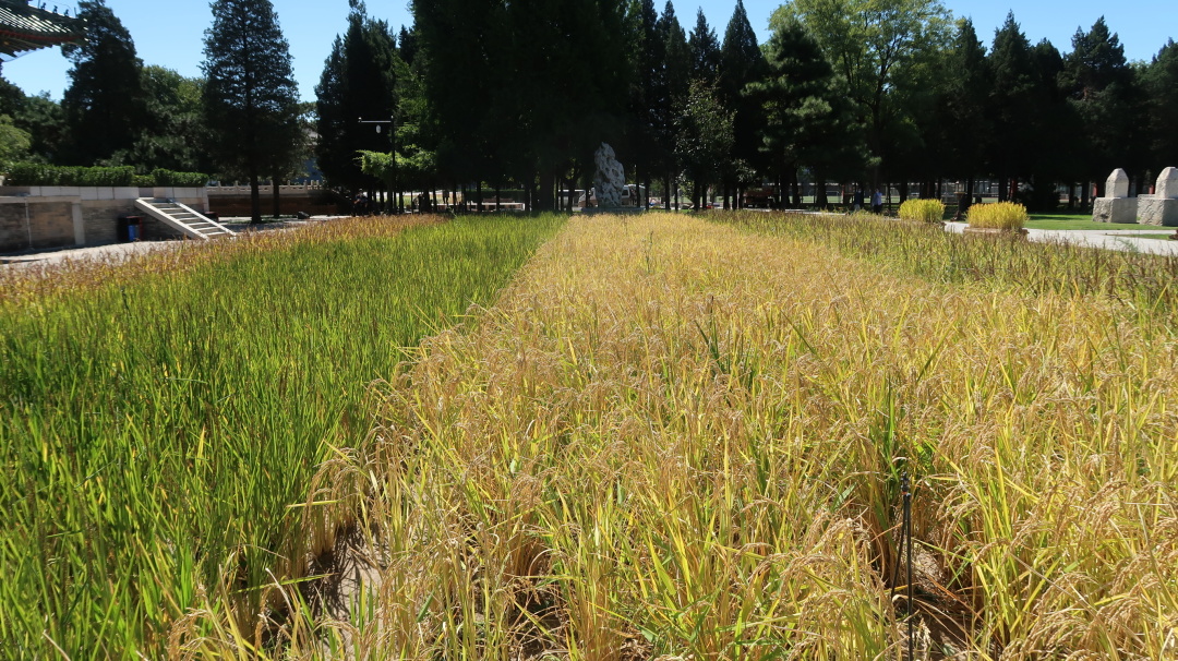 行走中轴线|祭天敬农：南中轴线上的两颗明珠