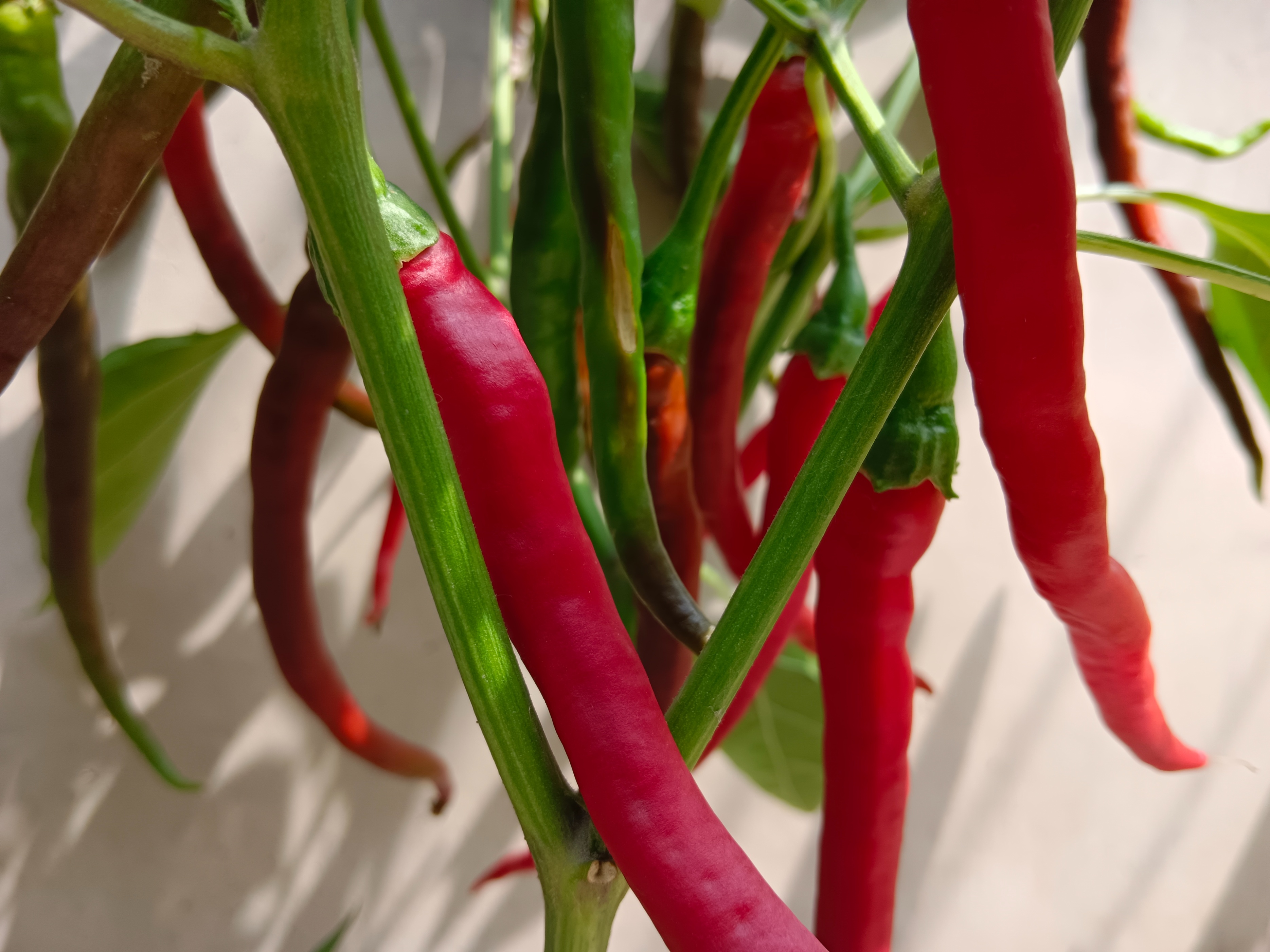 「山东老干部诗词雅阁群」特刊，主题：为张国贤老师盆栽辣椒题照