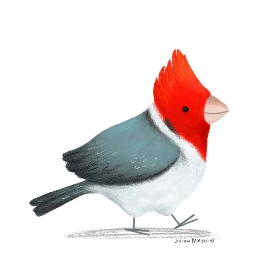 鸟类插画大全,鸟类插画艺术欣赏