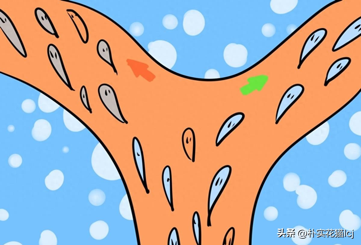 精子受孕未成功后去哪了,没有成功受孕的精子都去哪里了