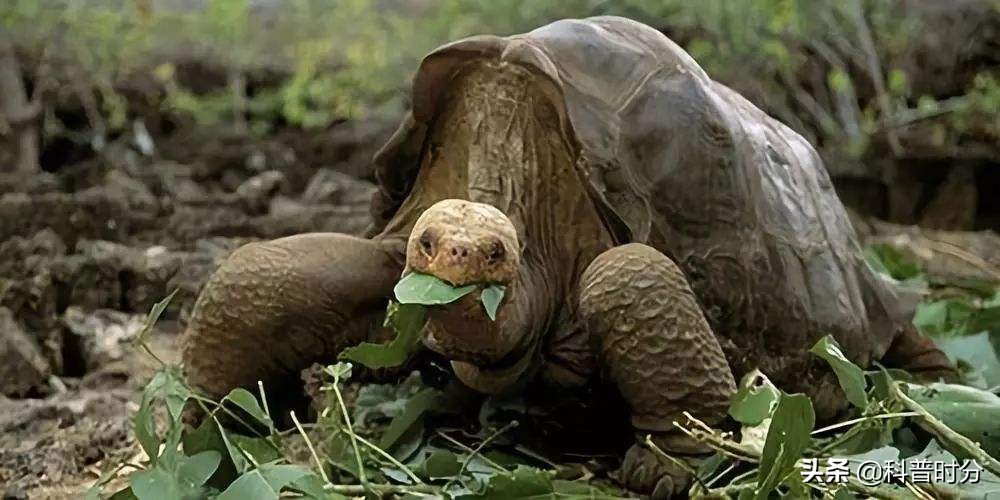 25只已经灭绝的史前动物,已灭绝又复活的动物白鱀豚