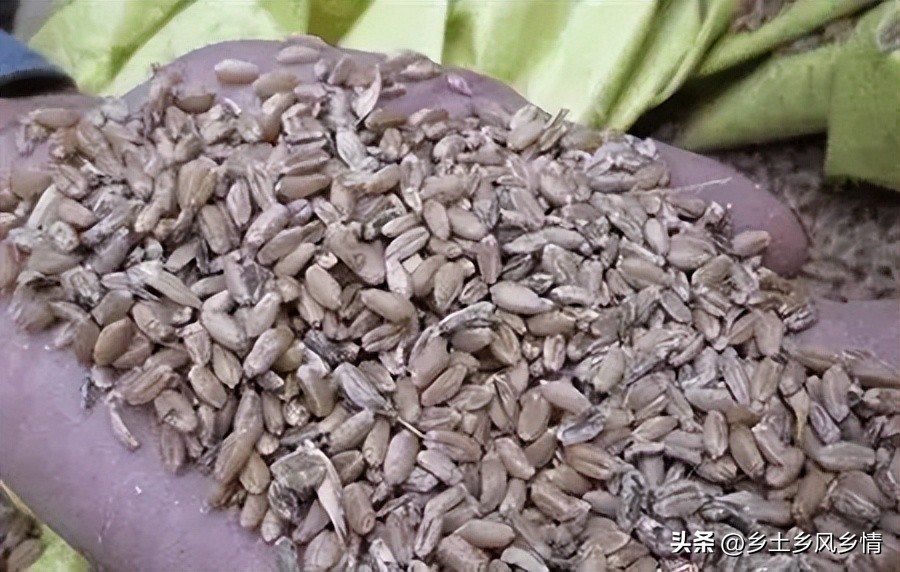 粮食霉菌如何能彻底消灭,经济除霉味最有效的方法