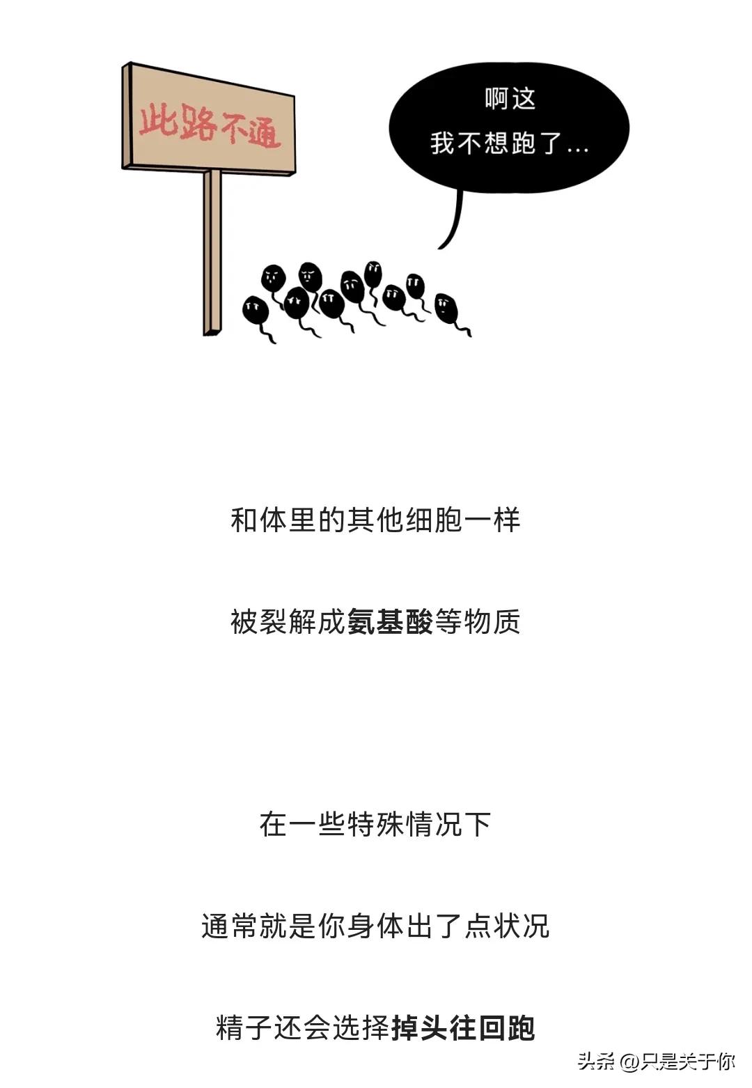 漫画：忍住“不射”的精子会去哪儿？