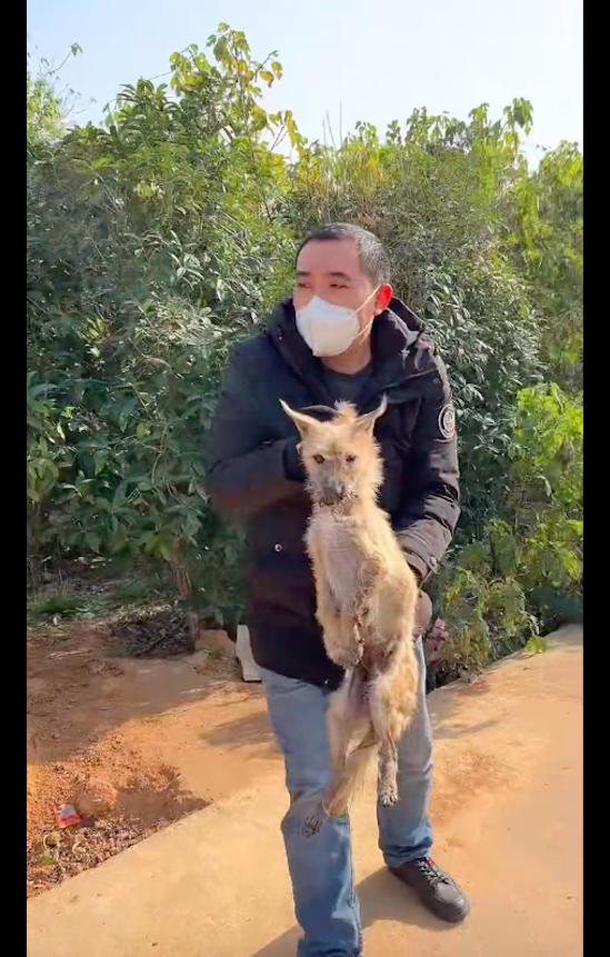 狗嘴被夹,狗爪子被老鼠夹住了怎么办