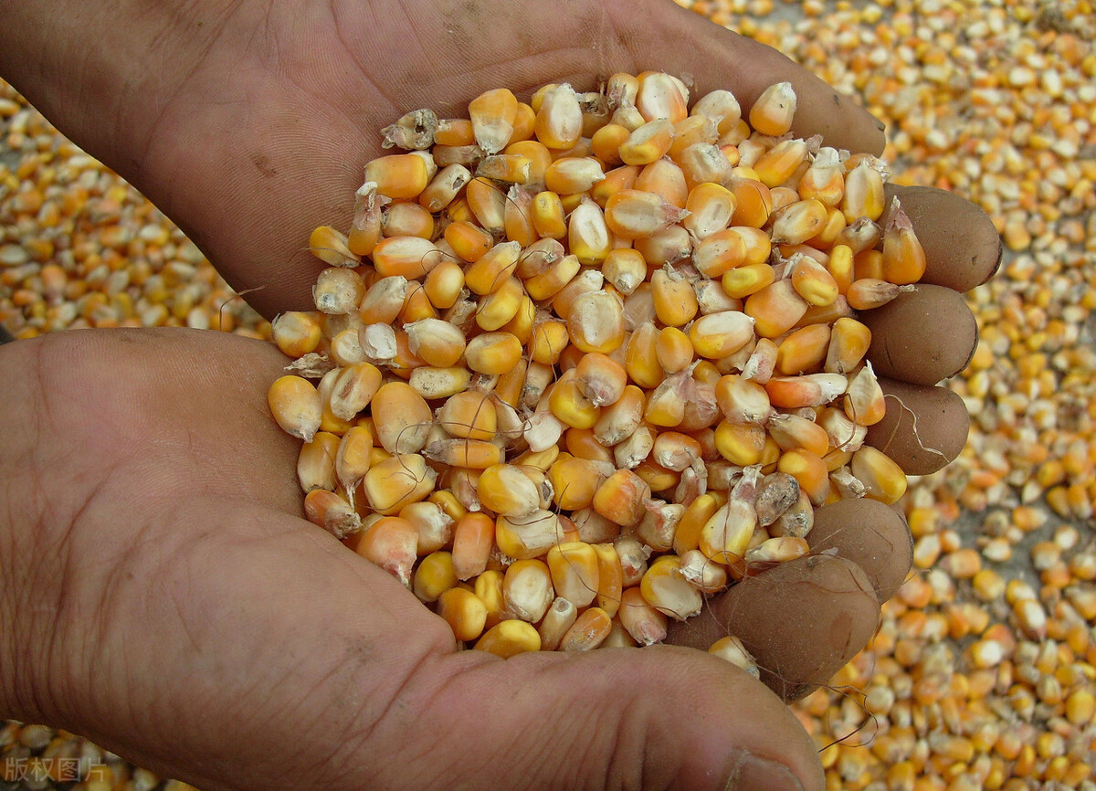 耕地撂荒，地力退化，粮食危机怎么办？专家：让农民种粮不吃亏