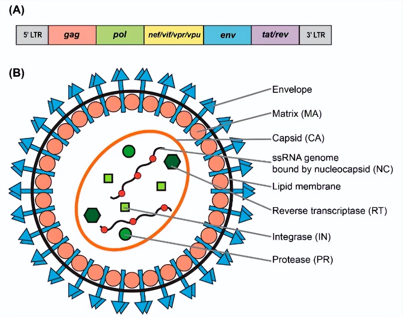 叮咚快来查收这份过年必备指南,叮咚请收好这份灾害防御指南
