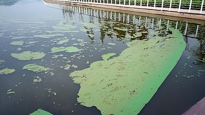 泳池的水有多脏,游泳怎么样可以防止下体进水感染