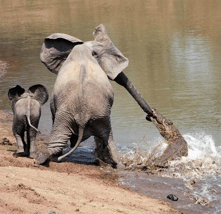 非洲公象在河边喝水，愣头青鳄鱼趁机一口咬住象鼻，大象痛苦吼叫