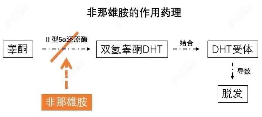 长出小绒毛意味着什么,长出毳毛就是脱发好转吗