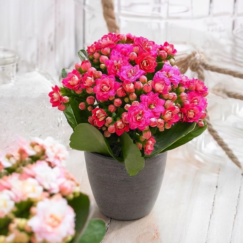 什么花最好养代表好运,家里养什么吉祥花最好