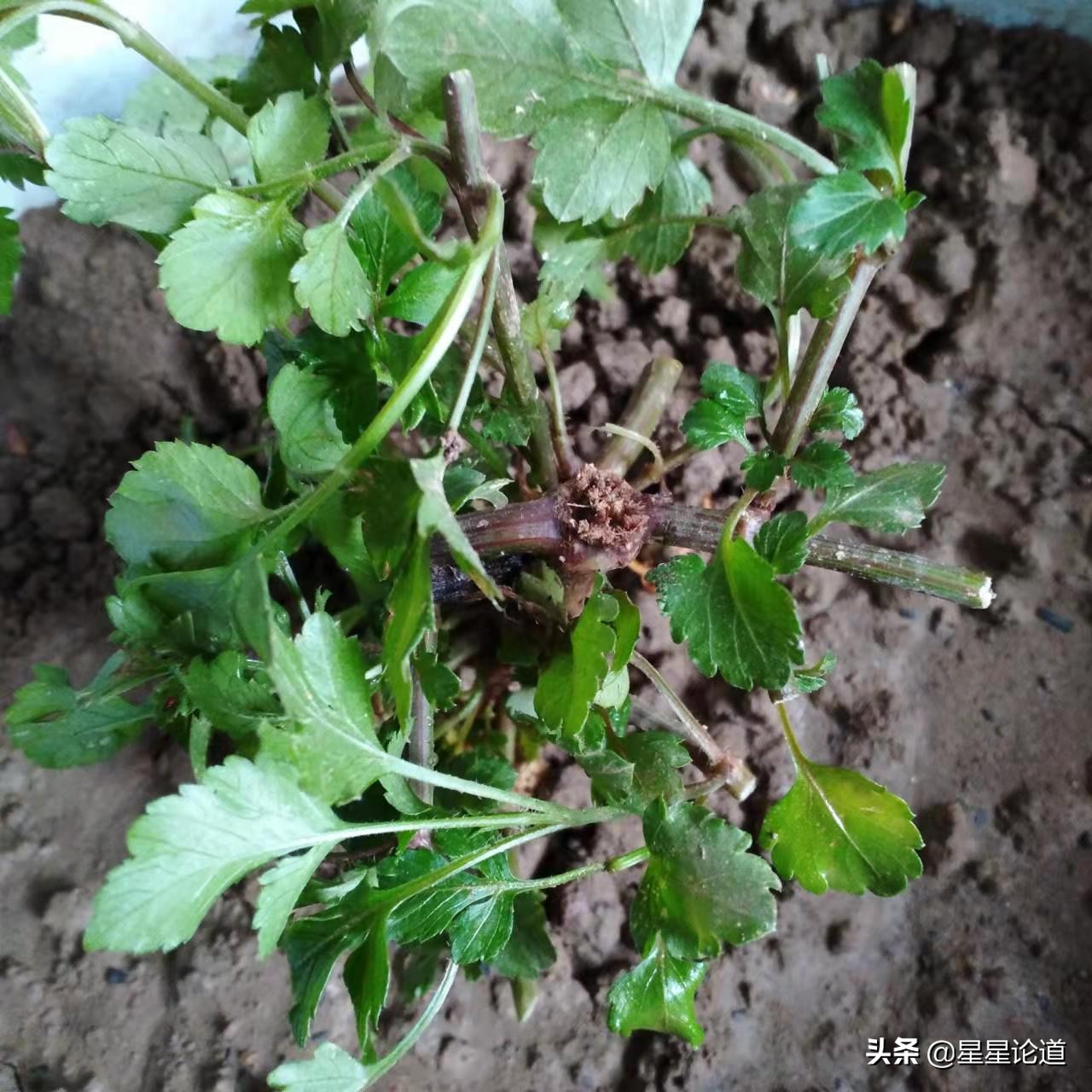 春尝野味菜当先*星星论道