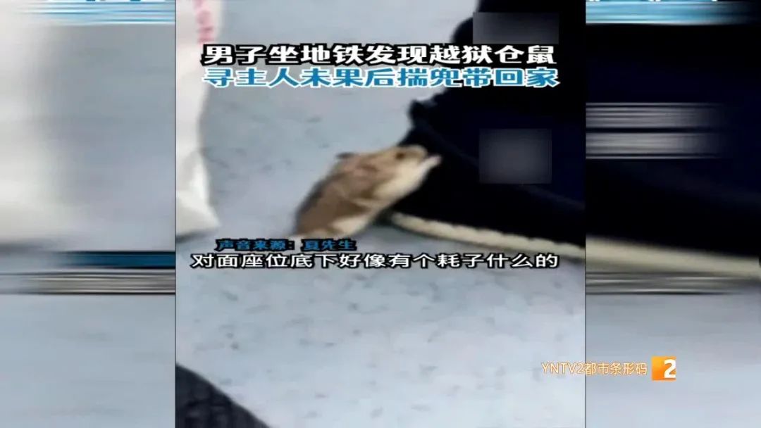 仓鼠坐地铁被发现,突然碰到仓鼠仓鼠被吓了一跳